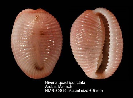 Niveria quadripunctata.jpg - Niveria quadripunctata (J.E.Gray,1827)